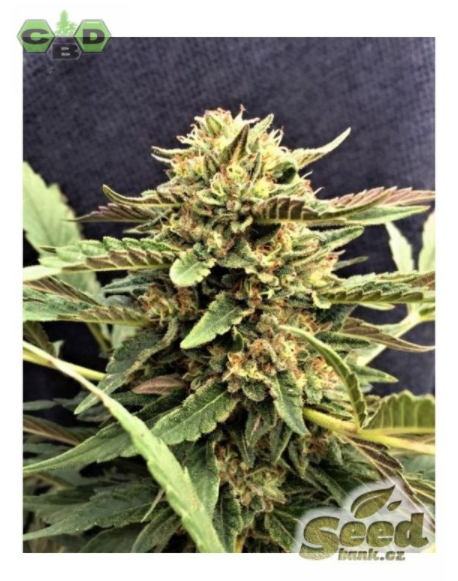 CBD Crew CBD Therapy Feminisiert