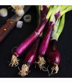 Rote Frühlingszwiebel aus Grenada - Allium cepa L.