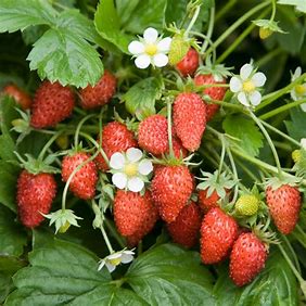 Erdbeere des Monats