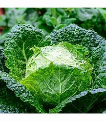 Frühkohl Entira F1 - Brassica oleracea L.