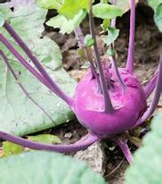 Früher Luna-Kohlrabi - Brassica oleracea