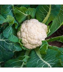 Früher Blumenkohl Brassica oleracea Beta