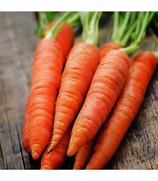 Karotte zur Beschleunigung von Rondo - Daucus carota L.