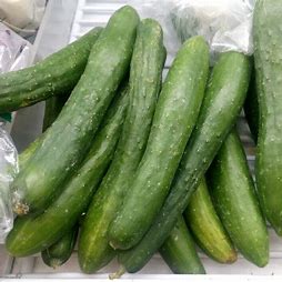 Salatgurke Sherpa F1 - Cucumis sativus L.