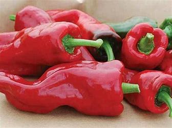 Pfeffer zur PCR-Beschleunigung – Capsicum annuum L. LLL