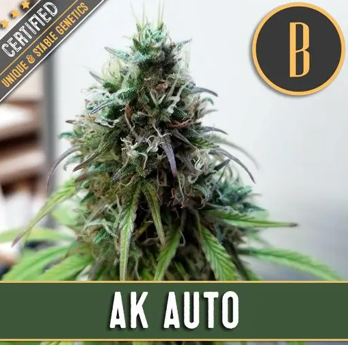 Blimburn Seeds AK Auto