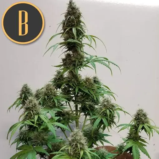 Blimburn Seeds AK Auto