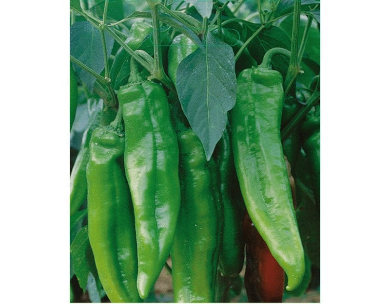 Komtesa grüner Pfeffer F1 - Capsicum annuum L.