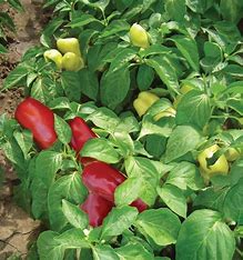 Grüner Boneta-Paprika - Capsicum annuum L.