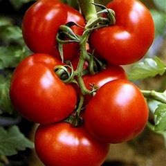 Galera-Strauchtomate - Lycopersicon esculentum Mill.