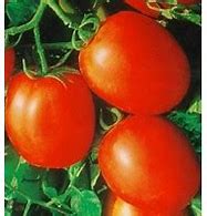 Buschtomate Terion - Lycopersicon esculentum Mill.