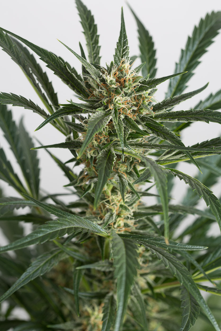 Dinafem Amnesia XXL Auto Feminisiert Autoflower