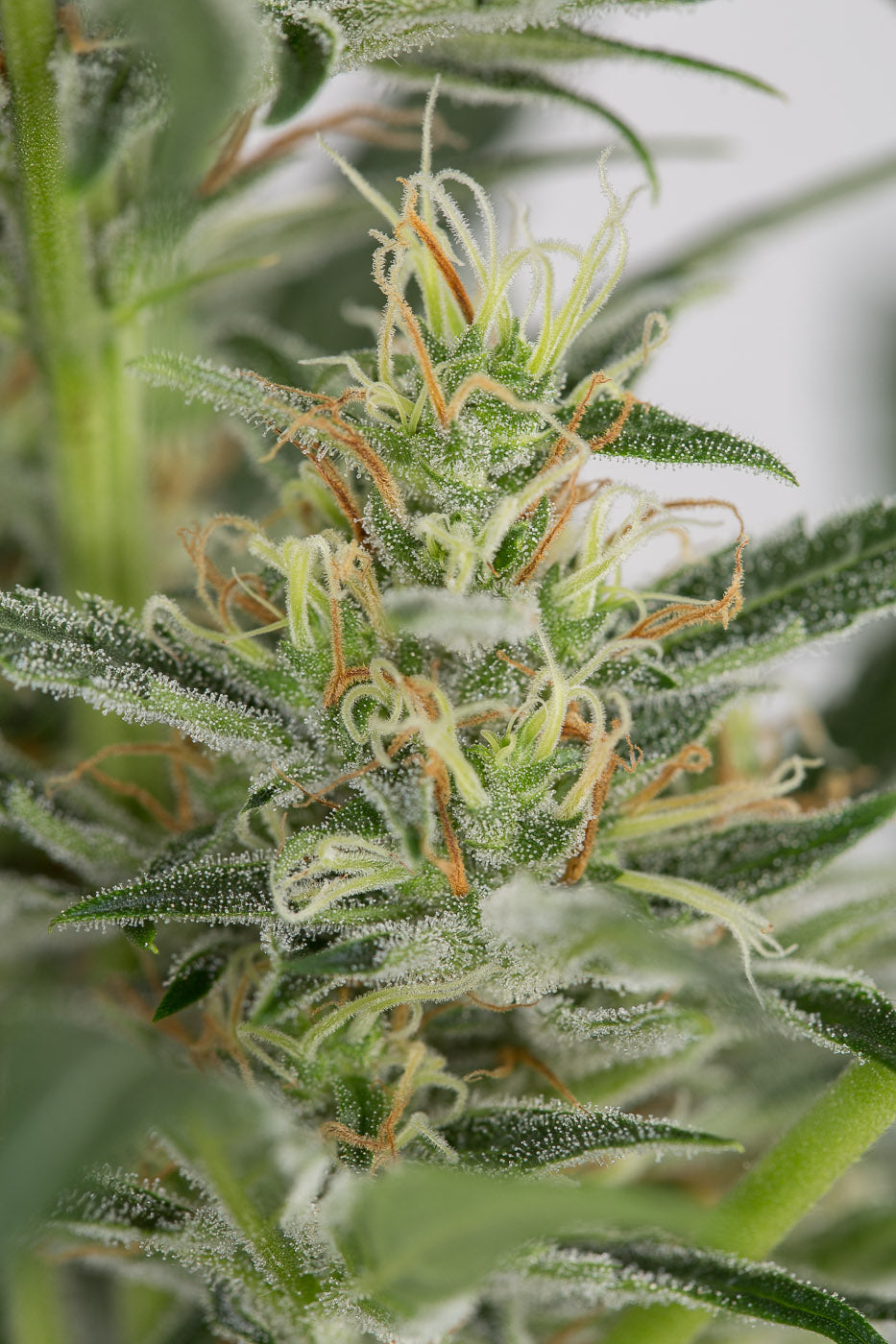 Dinafem Amnesia XXL Auto Feminisiert Autoflower
