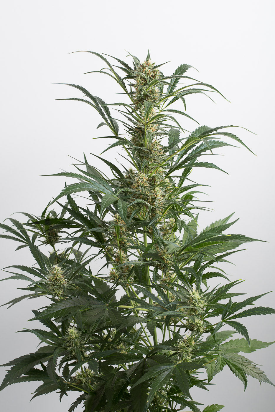 Dinafem Amnesia XXL Auto Feminisiert Autoflower