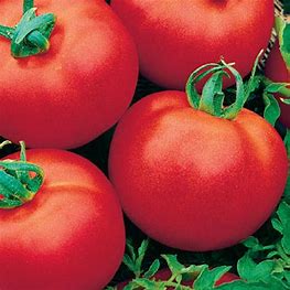Stick-Tomaten-Stupické