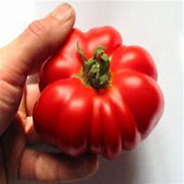 Tomatensticks Brutus Giant