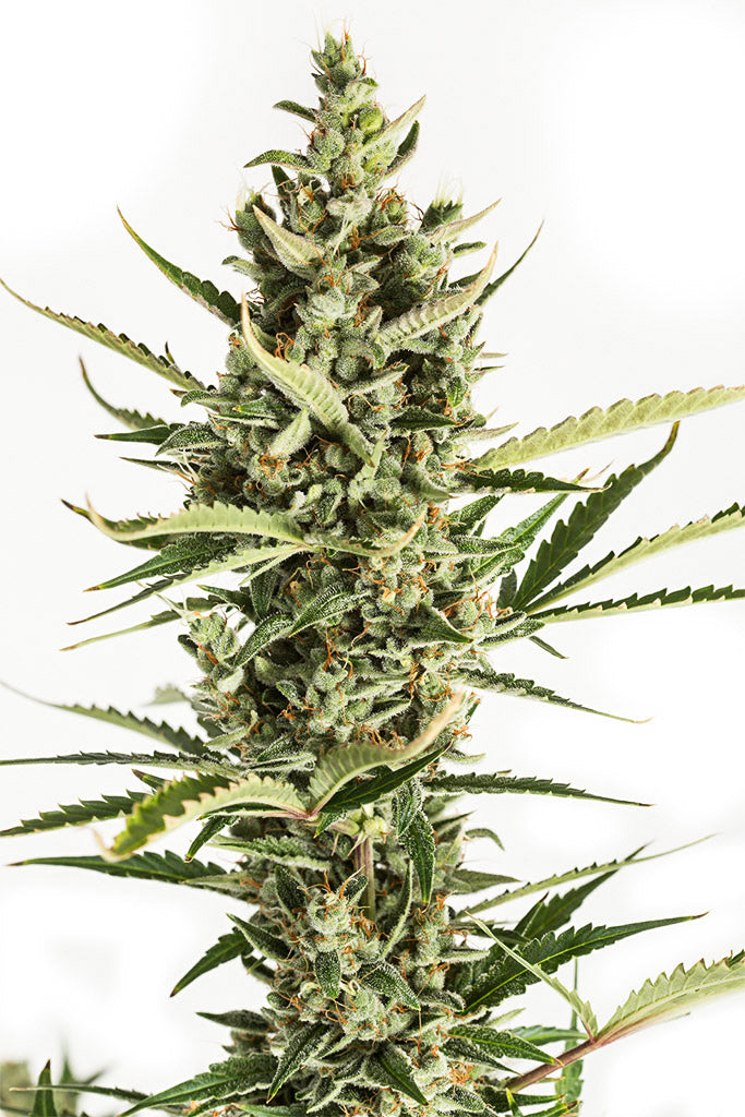 Dinafem Amnesia XXL Auto Feminisiert Autoflower