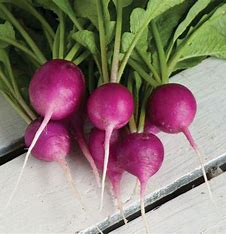 Einjähriger Rettich Viola - Raphanus sativus L.