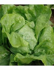 Kopfsalat Amur-Morgen