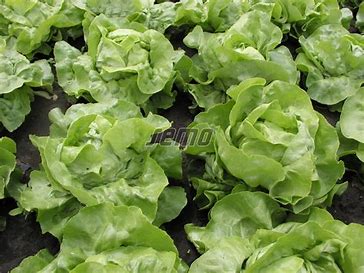Kopfsalat Adinal ganzjährig