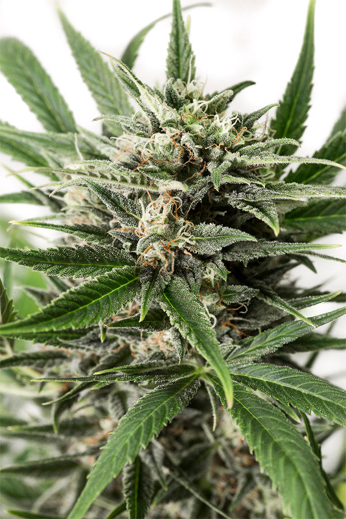 Dinafem Blue Amnesia XXL Auto Feminisiert Autoflower