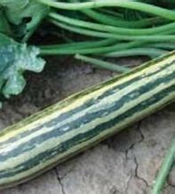 Zucchini-Tapirkürbis - Cucurbita pepo L.