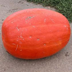 Großfruchtiger kriechender Goliath-Kürbis - Cucurbita maxima Duchesne