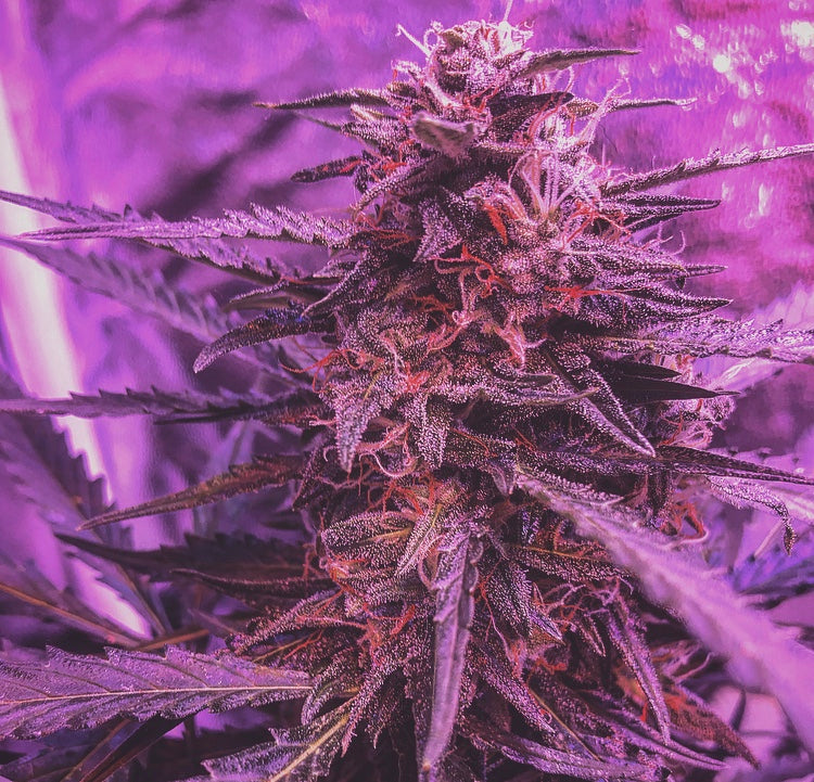 Dinafem Blue Amnesia XXL Auto Feminisiert Autoflower