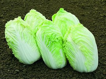 Peking-Hilton-Kohl - Brassica rapa L.