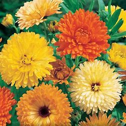 Calendula officinalis - Calendula officinalis