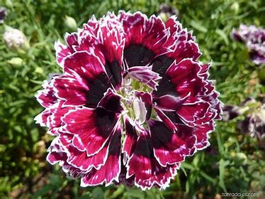 Vollblühender chinesischer Stern - Dianthus chinesis