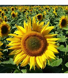 Einfache gelbe Sonnenblume - Helianthus annuus