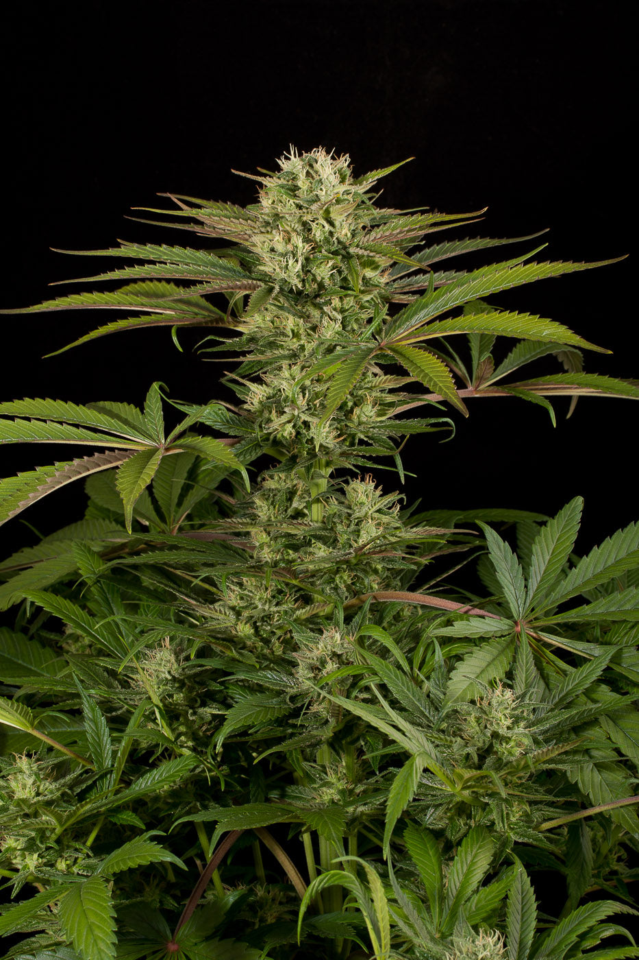 Dinafem Blue Cheese Feminisiert