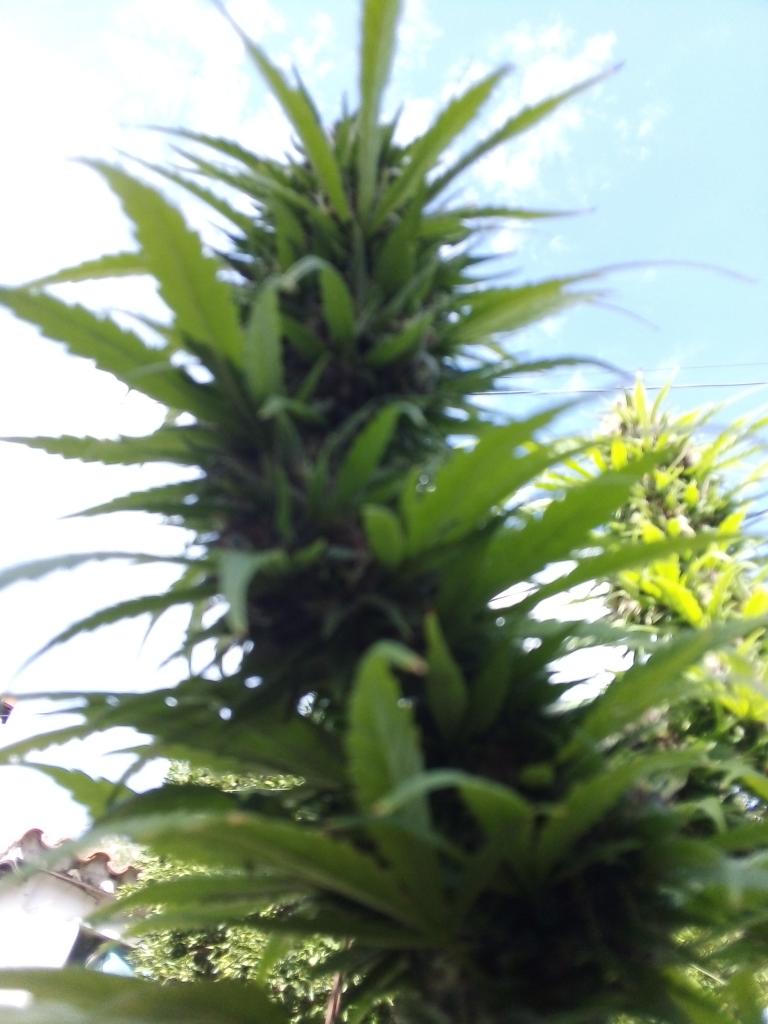Dinafem Blue Cheese Feminisiert