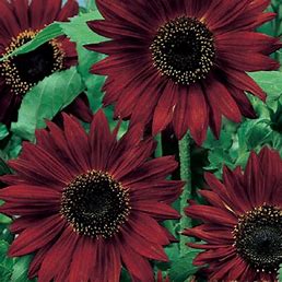 Einfache rote Sonnenblume - Helianthus annuus