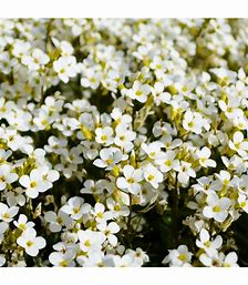 Lobularia maritima - Lobularia maritima