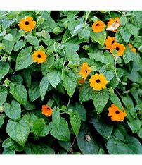 Schwarzäugige Susanne - Thunbergia alata