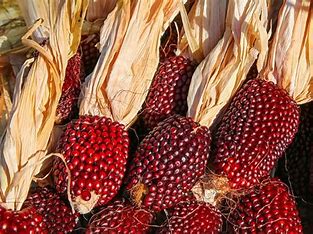 Erdbeermais - Zea mays L. (partim)