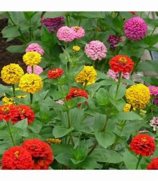 Zinnia elegans - Zinnia elegans