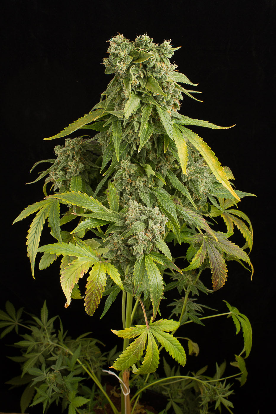 Dinafem Blue Cheese Autoflowering Feminisierte Autoflower