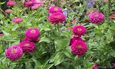 Pfefferminzpflanze - Zinnia elegans