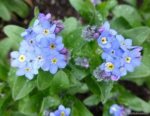 Vergissmeinnicht - Myosotis sylvatica