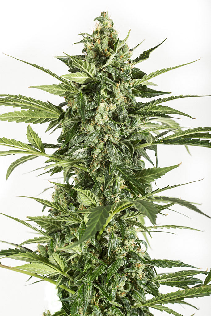 Dinafem Blue Cheese Autoflowering Feminisierte Autoflower