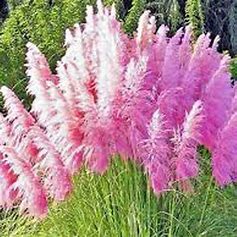 Pampasgras Cortaderia selloana
