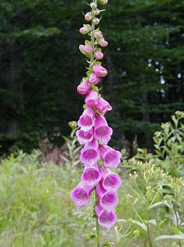 Roter Fingerhut - Digitalis purpurea