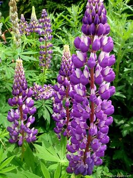 Lupine - Lupinus polyphylus