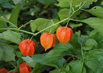 Physalis alkekengi - Physalis alkekengi