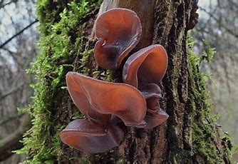 Judasohr Auricularia