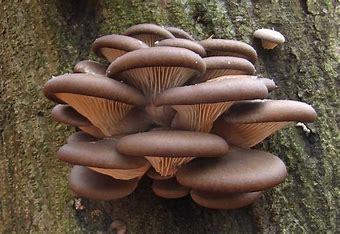 Austern Pilz