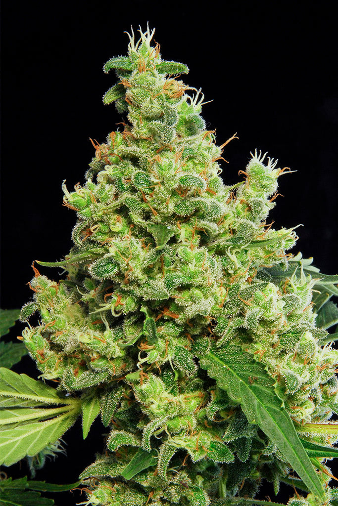 Dinafem Blue Hash Feminisiert
